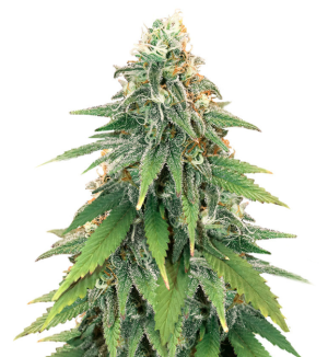 1737494867791.png 1737494867791.png