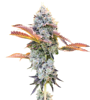 1737533798250.png 1737533798250.png