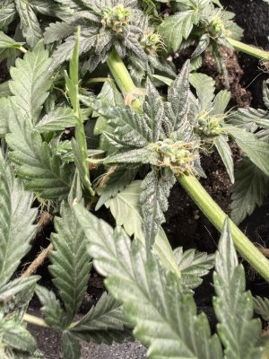 IMG_20250122_180251.jpg IMG_20250122_180251.jpg