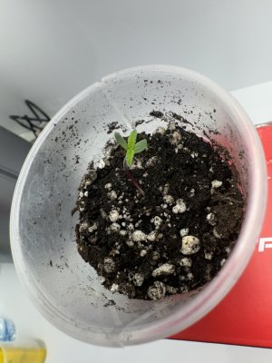 IMG_6787.jpeg IMG_6787.jpeg