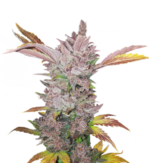 1737577783999.png 1737577783999.png