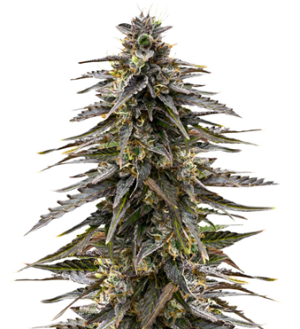 1737577787566.png 1737577787566.png