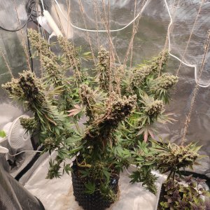 1000012130.jpg 1000012130.jpg