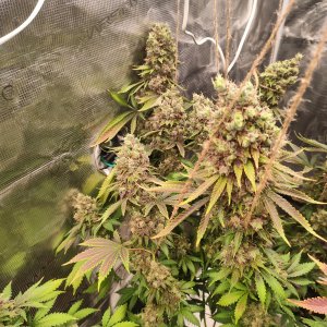 1000012135.jpg 1000012135.jpg