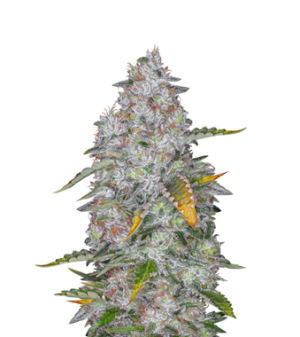 1737655203270.png 1737655203270.png