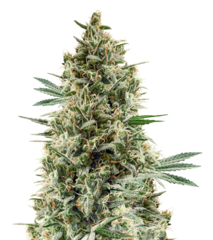 1737720649688.png 1737720649688.png