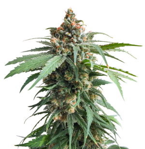 1737734434648.png 1737734434648.png