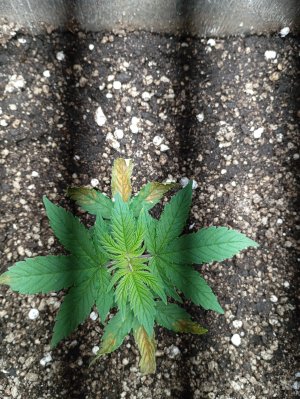 IMG_20250126_072837.jpg IMG_20250126_072837.jpg