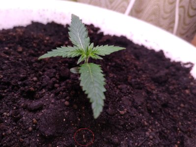 IMG_20250127_084324.jpg IMG_20250127_084324.jpg