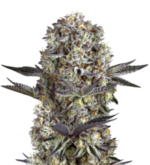 1738084894985.png 1738084894985.png