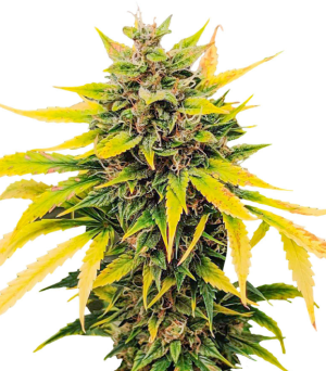 1738164743550.png 1738164743550.png