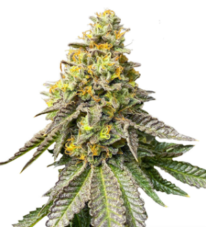 1738174705850.png 1738174705850.png