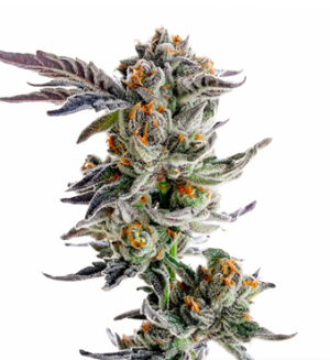 1738229338948.png 1738229338948.png