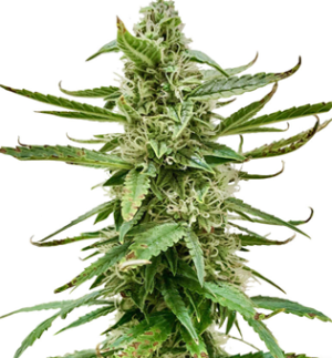 1738230533901.png 1738230533901.png