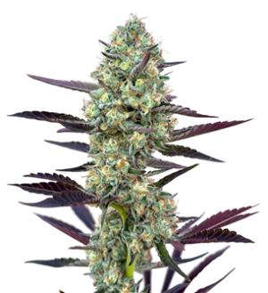 1738230537963.png 1738230537963.png