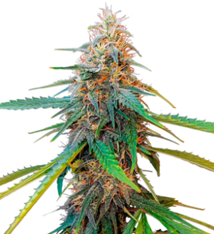 1738230541473.png 1738230541473.png