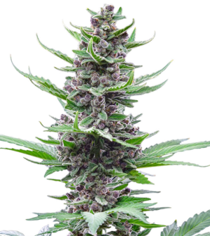 1738343307893.png 1738343307893.png