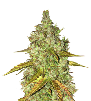 1738343327875.png 1738343327875.png