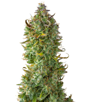 1738417318792.png 1738417318792.png