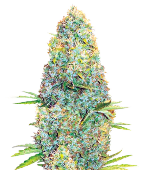 1738417412371.png 1738417412371.png