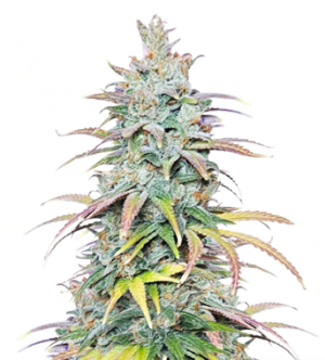 1738429506390.png 1738429506390.png