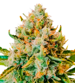 1738429540225.png 1738429540225.png