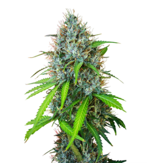 1738430214011.png 1738430214011.png