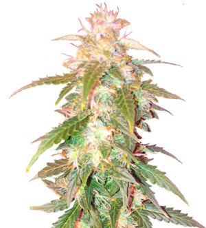 1738430218545.png 1738430218545.png