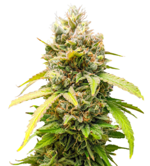 1738430222111.png 1738430222111.png