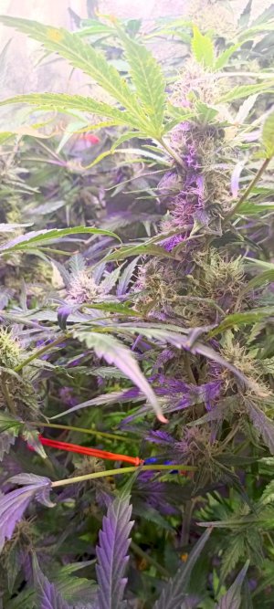 Изображение WhatsApp 2025-02-03 в 14.50.44_75823f3f.jpg