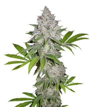 1738685997205.png 1738685997205.png