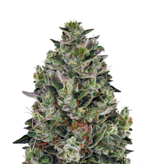 1738686006263.png 1738686006263.png