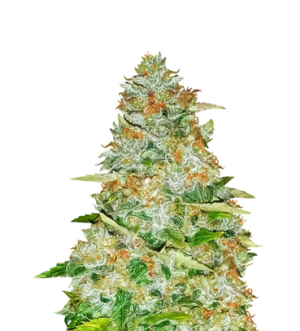 1738686019334.png 1738686019334.png