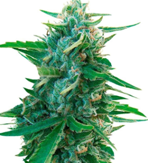 1738687130673.png 1738687130673.png