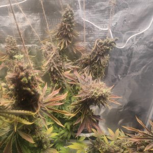 1000012330.jpg 1000012330.jpg