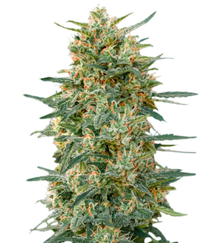 1738774979371.png 1738774979371.png