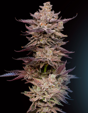 1738778275888.png 1738778275888.png