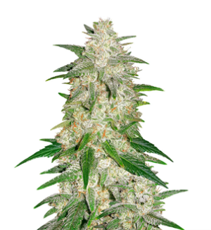 1738778283182.png 1738778283182.png