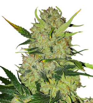 1738778289837.png 1738778289837.png