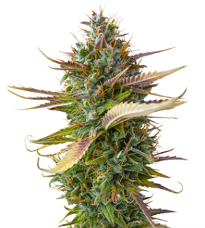 1738790719402.png 1738790719402.png