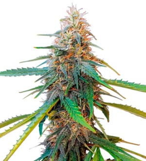 1738790723865.png 1738790723865.png