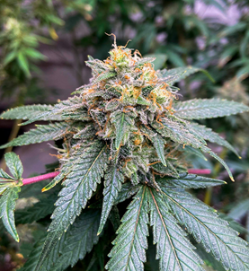 1738790728533.png 1738790728533.png