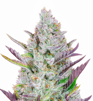 1738866352696.png 1738866352696.png