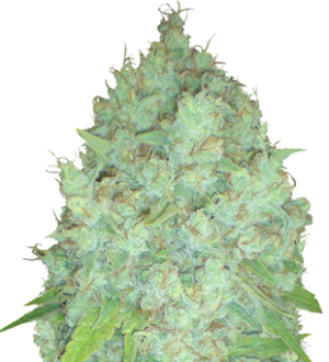 1739033843227.png 1739033843227.png