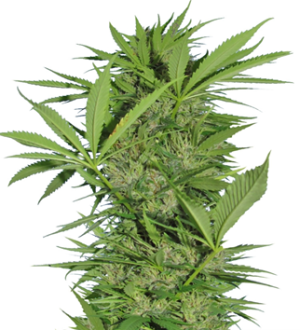 1739033856316.png 1739033856316.png