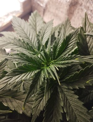 IMG_20250209_123818.jpg IMG_20250209_123818.jpg