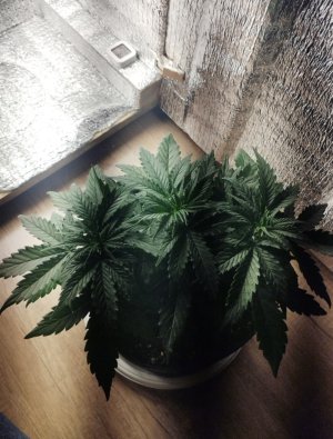 IMG_20250209_123802.jpg IMG_20250209_123802.jpg