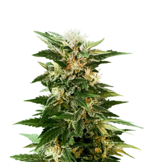 1739133441848.png 1739133441848.png