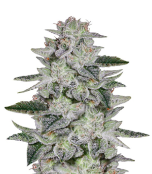 1739133445550.png 1739133445550.png