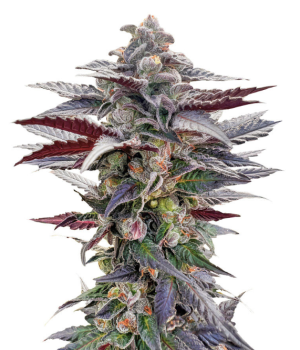 1739439119926.png 1739439119926.png